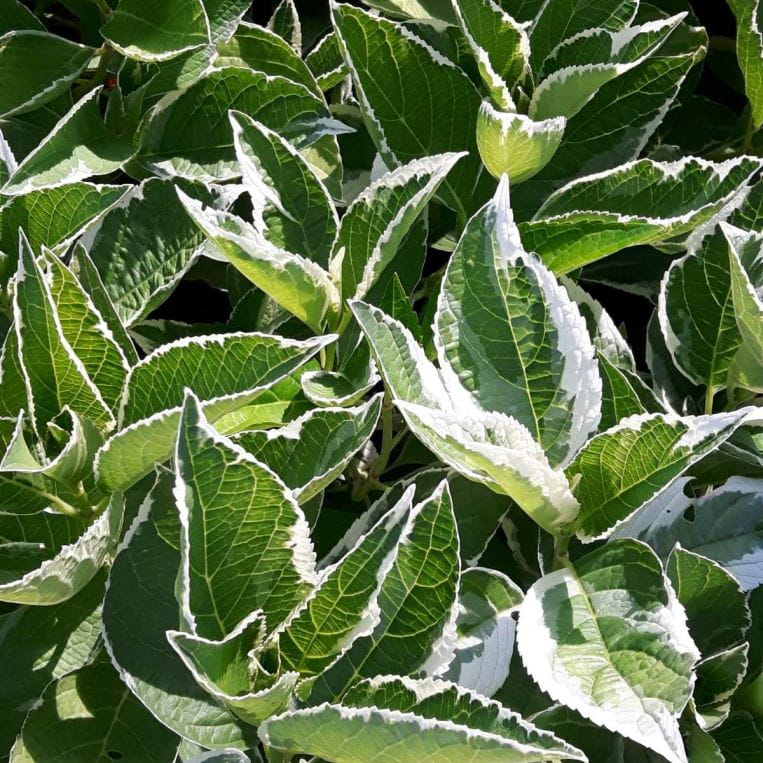 Hortensja ogrodowa Hydrangea macrophylla  Maculata  C2
