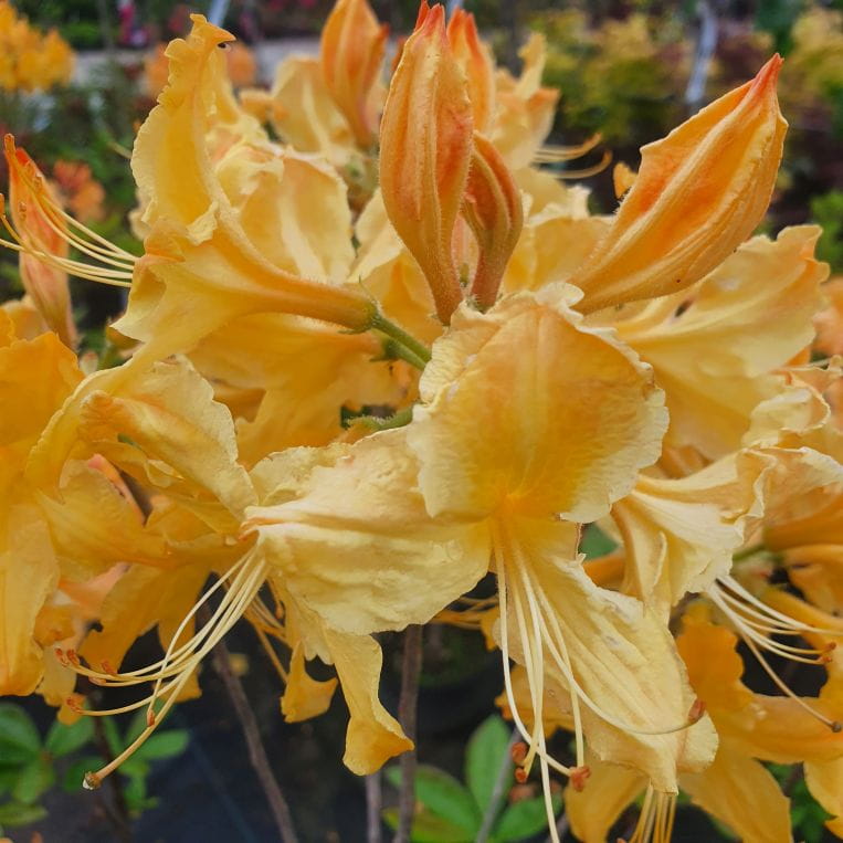 Azalia wielkokwiatowa, Rhododendron fulvum Klondyke, C2