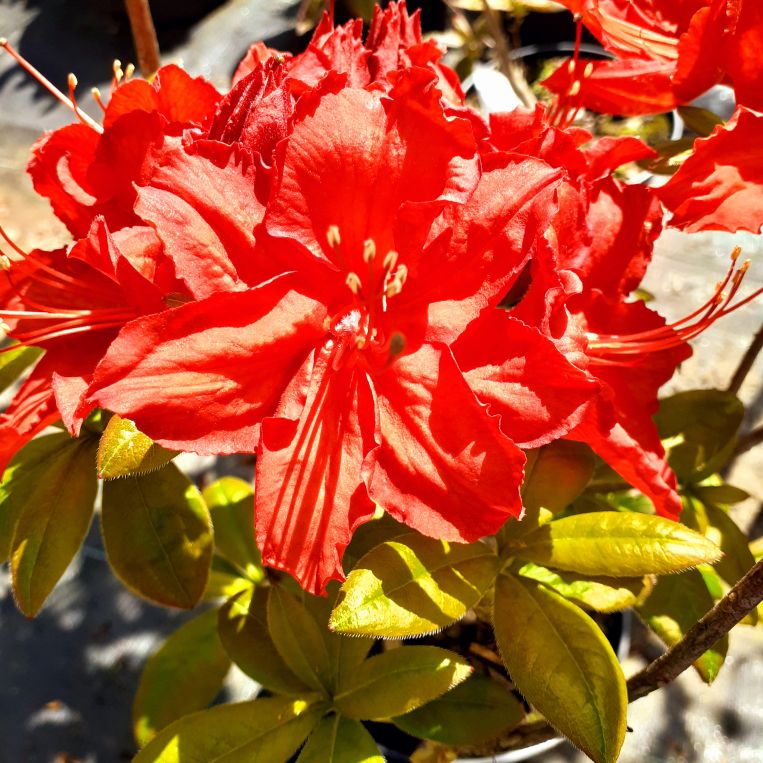 Azalia wielkokwiatowa, Rhododendron fulvum Nabucco, C2
