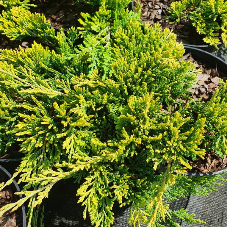 Jałowiec płożący, Juniperus horizontalis Golden Carpet, C2 30-40