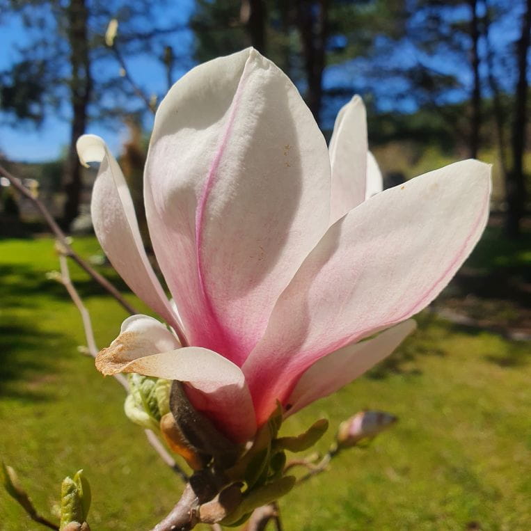 Magnolia Soulangeana C3 50-60