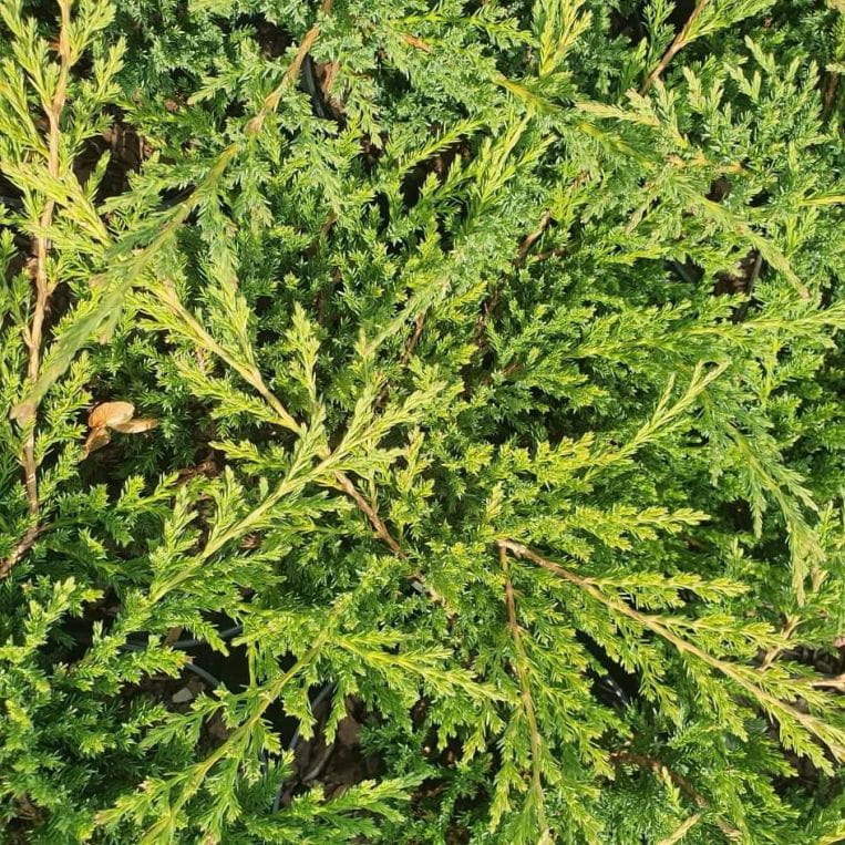 Jałowiec płożący, Juniperus horizontalis Prince of Wales C2
