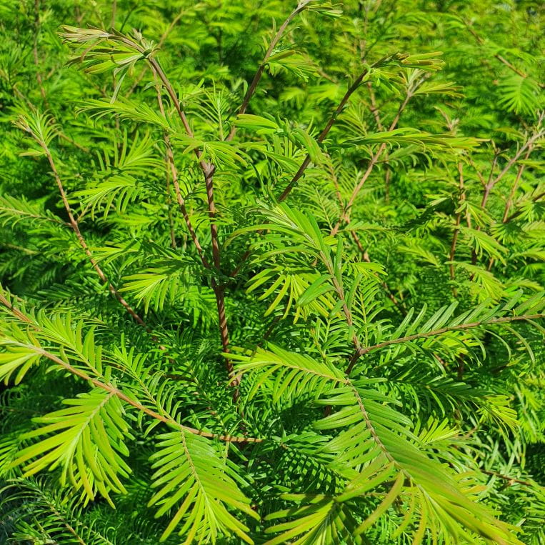 Metasekwoja chińska, Metasequoia glyptostroboides, C5 60-70 cm