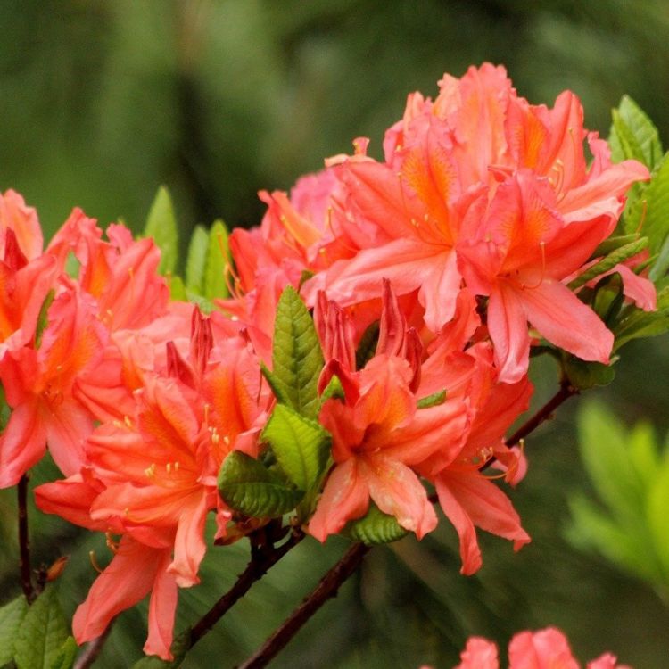 Azalia wielkokwiatowa, Rhododendron fulvum Juanita, C2