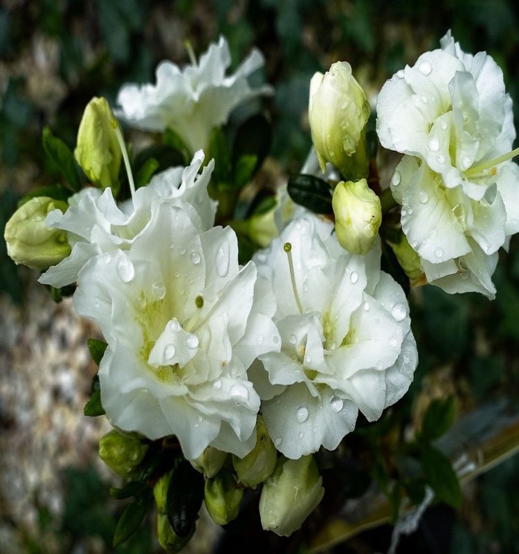 Azalia japońska, Azalea japonica Schneeperle C1,5