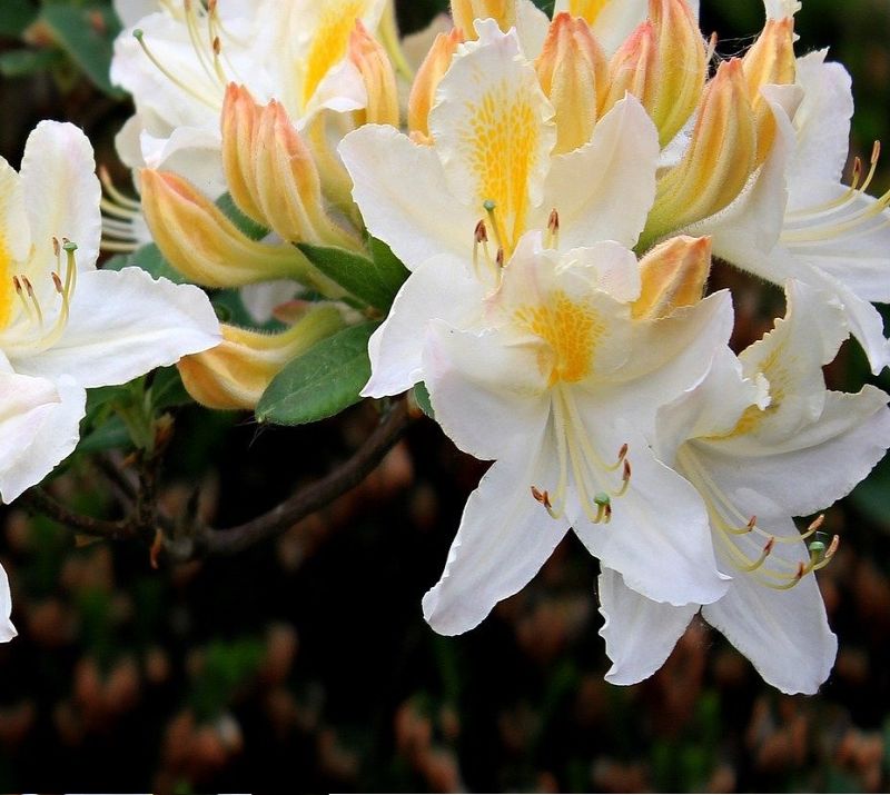 Azalia wielkokwiatowa, Rhododendron fulvum Silver Slipper
