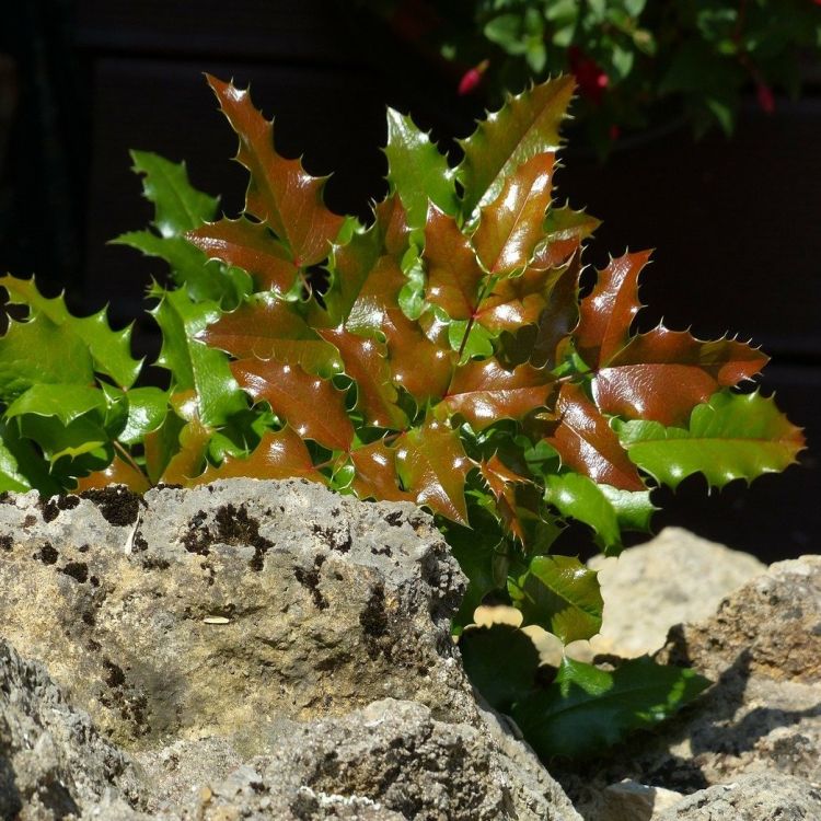 Mahonia aquifolium, Mahonia pospolita, polski ostrokrzew C2
