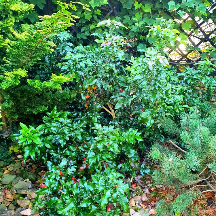 Mahonia aquifolium, Mahonia pospolita, polski ostrokrzew C2