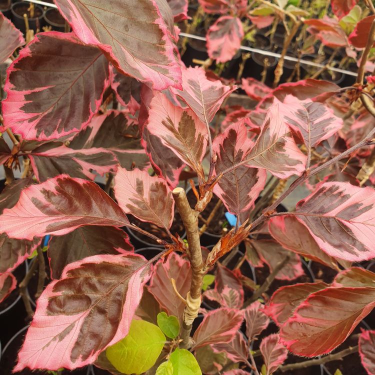 Buk pospolity, Fagus sylvatica Purpurea Tricolor C5