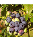 Krzewy owocowe i jagodowe sprzedaż wysyłkowa z podkarpacia